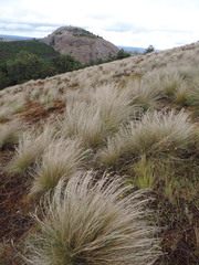Afrotrilepis pilosa