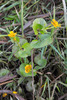 Caltha palustris radicans - Photo (c) Daniel Stewart, some rights reserved (CC BY-NC), uploaded by Daniel Stewart