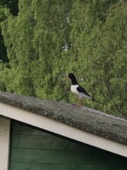 Haematopus ostralegus