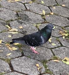 Columba livia domestica