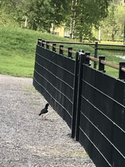 Haematopus ostralegus