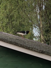 Haematopus ostralegus