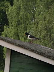 Haematopus ostralegus