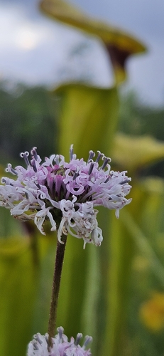 Image of Marshallia graminifolia by (c) Jeff Wilson, some rights reserved (CC BY)