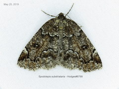 Spodolepis substriataria