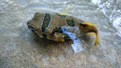 Diodon liturosus