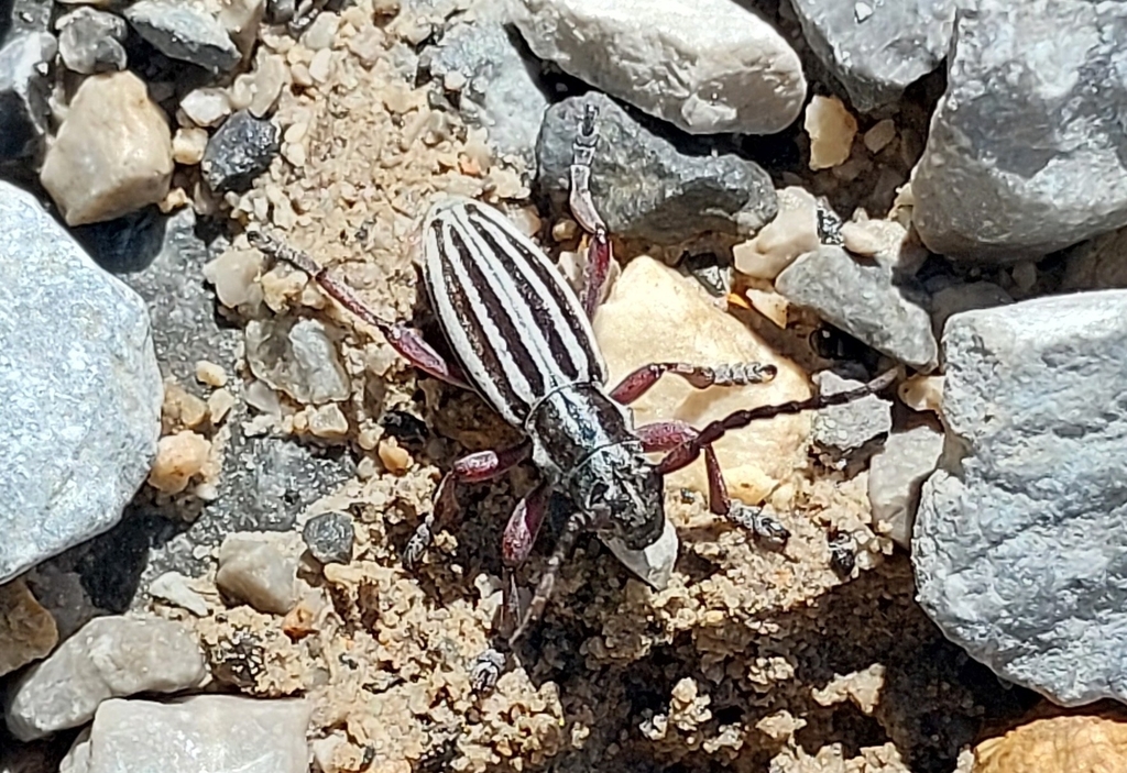 Iberodorcadion albicans