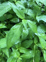 Persicaria longiseta