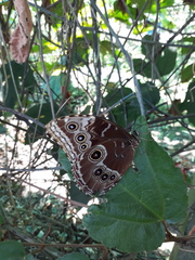 Morpho helenor narcissus