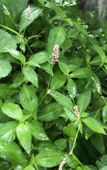 Persicaria longiseta