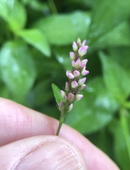 Persicaria longiseta