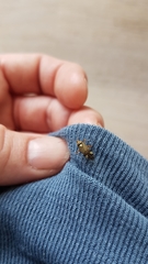 Rhabdomiris striatellus