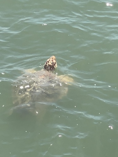 Loggerhead Sea Turtle photographed in Georgia