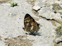 Symbrenthia niphanda