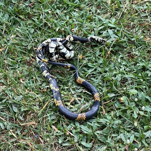 Chicken Snake
