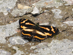 Symbrenthia niphanda