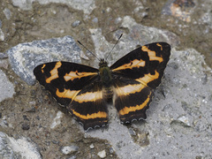 Symbrenthia niphanda