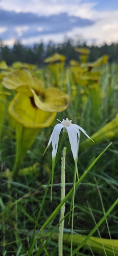 Image of Rhynchospora latifolia by (c) Jeff Wilson, some rights reserved (CC BY)