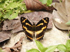 Symbrenthia niphanda