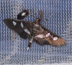 Desmia subdivisalis