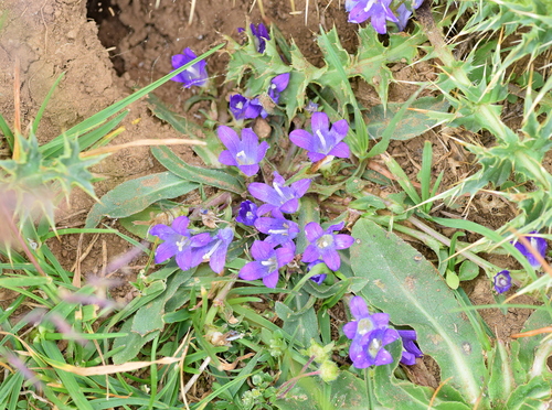Campanula tymphaea (Campanula tymphaea)