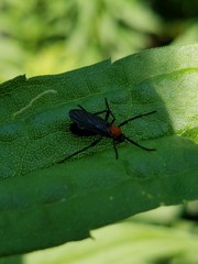 Plecia americana