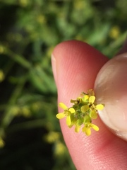 Sisymbrium officinale