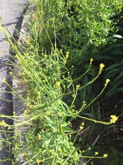 Sisymbrium officinale