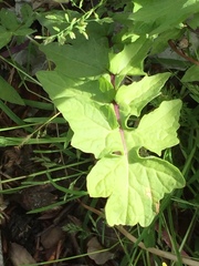 Sisymbrium officinale