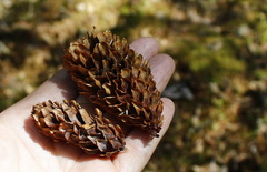 Picea jezoensis jezoensis