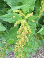 Blitum bonus-henricus