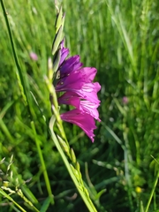 Gladiolus tenuis