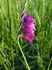 Gladiolus tenuis