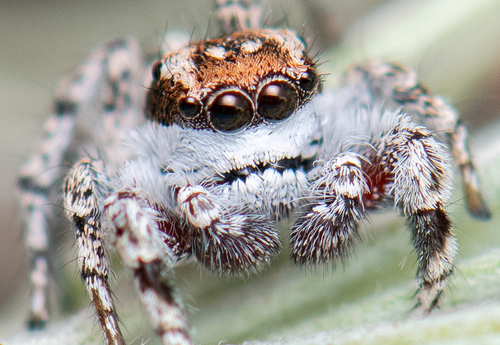 Habronattus conjunctus