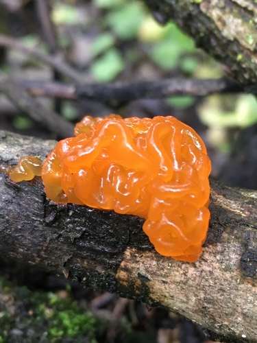 Representative image of Tremella