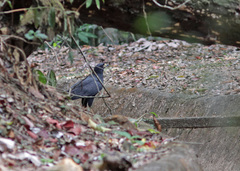 Buteogallus