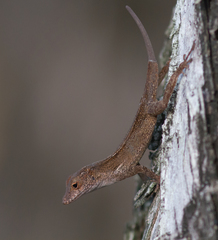 Anolis cristatellus cristatellus