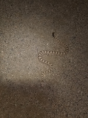 Crotalus cerastes cerastes