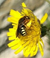 Rhodanthidium septemdentatum