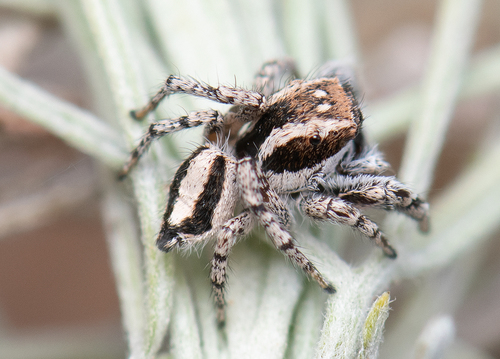 Habronattus conjunctus