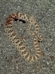 Crotalus cerastes cerastes