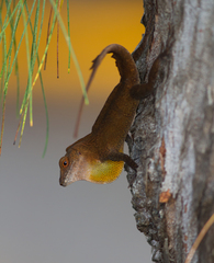 Anolis cristatellus cristatellus