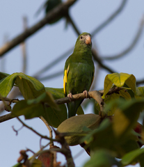 Brotogeris versicolurus