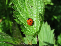 Coccinella septempunctata