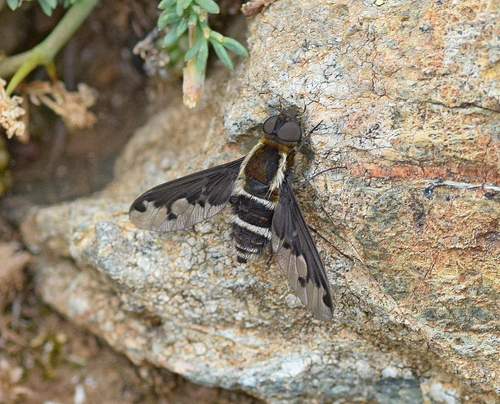 Hemipenthes villeneuvei