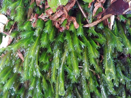 Fissidens polypodioides observed 2024-07-05
