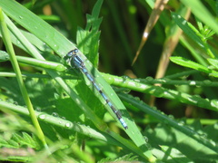 Enallagma cyathigerum