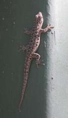 Lygodactylus stevensoni