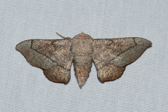 Cicinnus melsheimeri