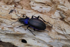 Carabus schoenherri
